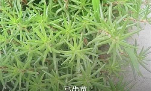 奇花异树造句_奇花异草造句子短句怎么写