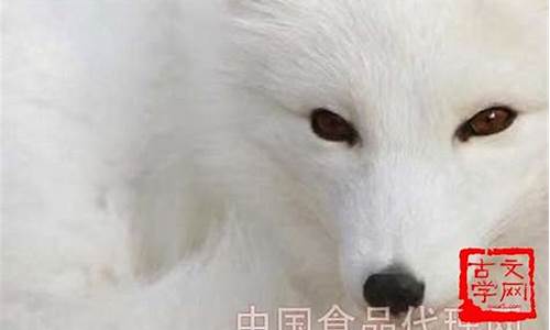 狐死首丘打一生肖正确答案_狐死首丘是什么生肖