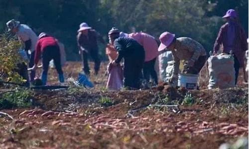 红土地下出金木打一生肖谜底_红土大地什么生肖